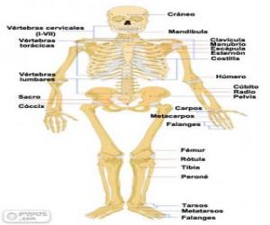 Puzzle Ανθρώπινος σκελετός. Τα οστά του ανθρώπινου σώματος (ισπανικά)